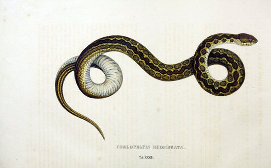 Descriptiones et icones amphibiorum. Monachii,Stuttgartiae et Tubingae, Sumtibus J.G. Cottae,[1828-]1833.  |  | Vintage Print Reproduction 468534