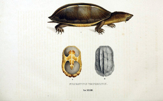 Descriptiones et icones amphibiorum. Monachii,Stuttgartiae et Tubingae, Sumtibus J.G. Cottae,[1828-]1833.  |  | Vintage Print Reproduction 468535