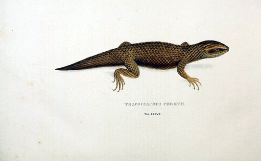 Descriptiones et icones amphibiorum. Monachii,Stuttgartiae et Tubingae, Sumtibus J.G. Cottae,[1828-]1833.  |  | Vintage Print Reproduction 468538