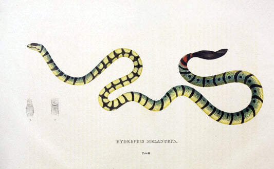 Descriptiones et icones amphibiorum. Monachii,Stuttgartiae et Tubingae, Sumtibus J.G. Cottae,[1828-]1833.  |  | Vintage Print Reproduction 468540