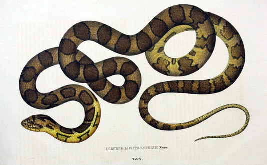 Descriptiones et icones amphibiorum. Monachii,Stuttgartiae et Tubingae, Sumtibus J.G. Cottae,[1828-]1833.  |  | Vintage Print Reproduction 468541