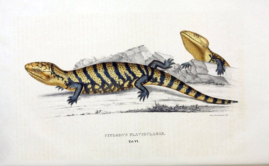 Descriptiones et icones amphibiorum. Monachii,Stuttgartiae et Tubingae, Sumtibus J.G. Cottae,[1828-]1833.  |  | Vintage Print Reproduction 468543