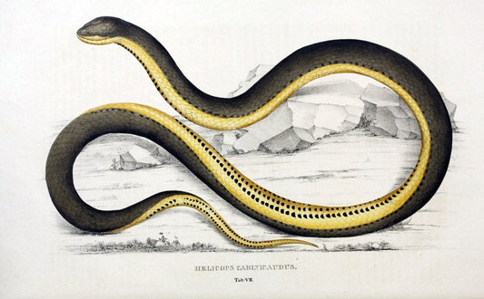 Descriptiones et icones amphibiorum. Monachii,Stuttgartiae et Tubingae, Sumtibus J.G. Cottae,[1828-]1833.  |  | Vintage Print Reproduction 468544