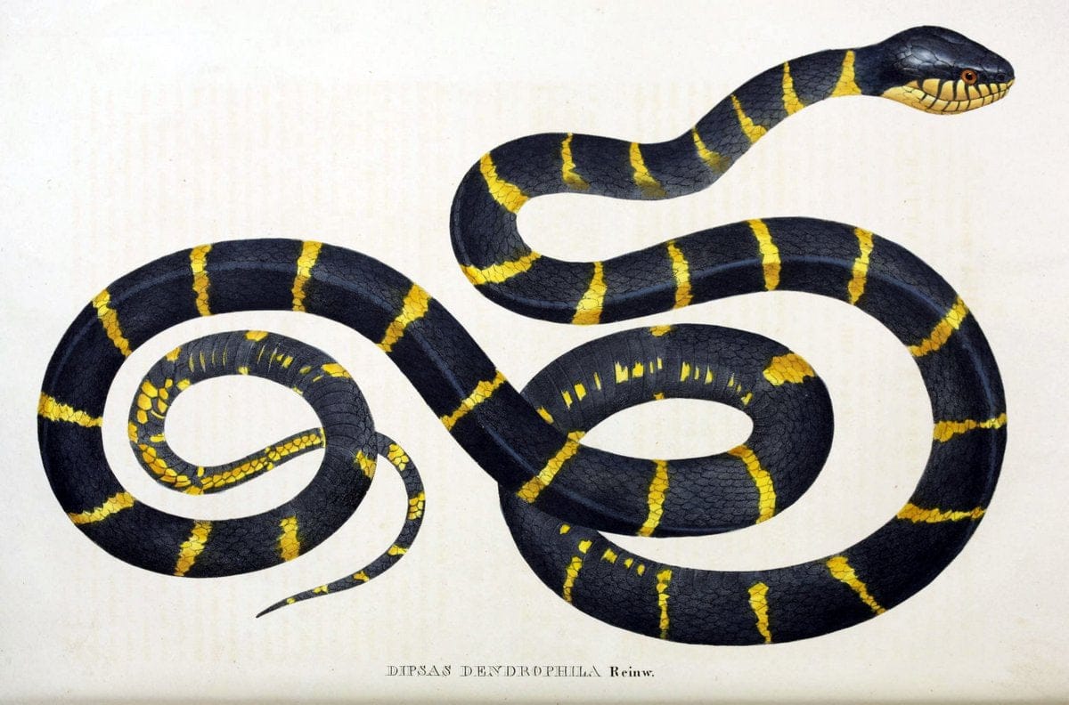 Descriptiones et icones amphibiorum. Monachii,Stuttgartiae et Tubingae, Sumtibus J.G. Cottae,[1828-]1833.  |  | Vintage Print Reproduction 468545