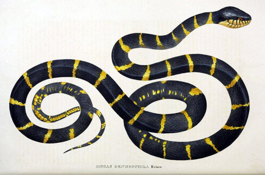 Descriptiones et icones amphibiorum. Monachii,Stuttgartiae et Tubingae, Sumtibus J.G. Cottae,[1828-]1833.  |  | Vintage Print Reproduction 468545
