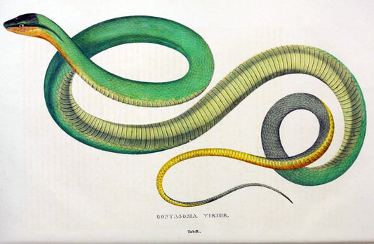 Descriptiones et icones amphibiorum. Monachii,Stuttgartiae et Tubingae, Sumtibus J.G. Cottae,[1828-]1833.  |  | Vintage Print Reproduction 468546