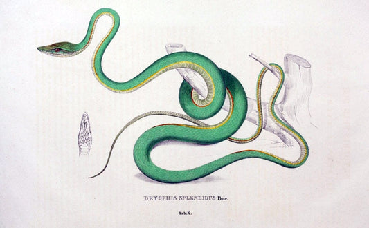 Descriptiones et icones amphibiorum. Monachii,Stuttgartiae et Tubingae, Sumtibus J.G. Cottae,[1828-]1833.  |  | Vintage Print Reproduction 468547