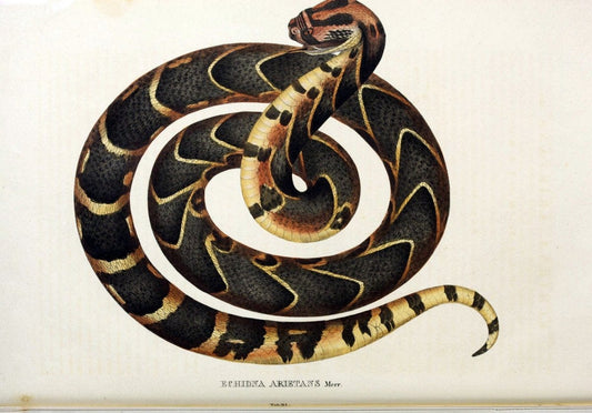Descriptiones et icones amphibiorum. Monachii,Stuttgartiae et Tubingae, Sumtibus J.G. Cottae,[1828-]1833.  |  | Vintage Print Reproduction 468548