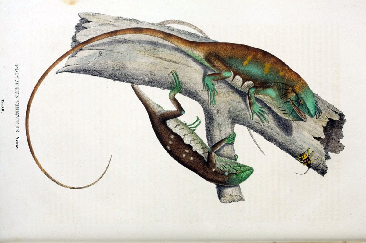 Descriptiones et icones amphibiorum. Monachii,Stuttgartiae et Tubingae, Sumtibus J.G. Cottae,[1828-]1833.  |  | Vintage Print Reproduction 468549