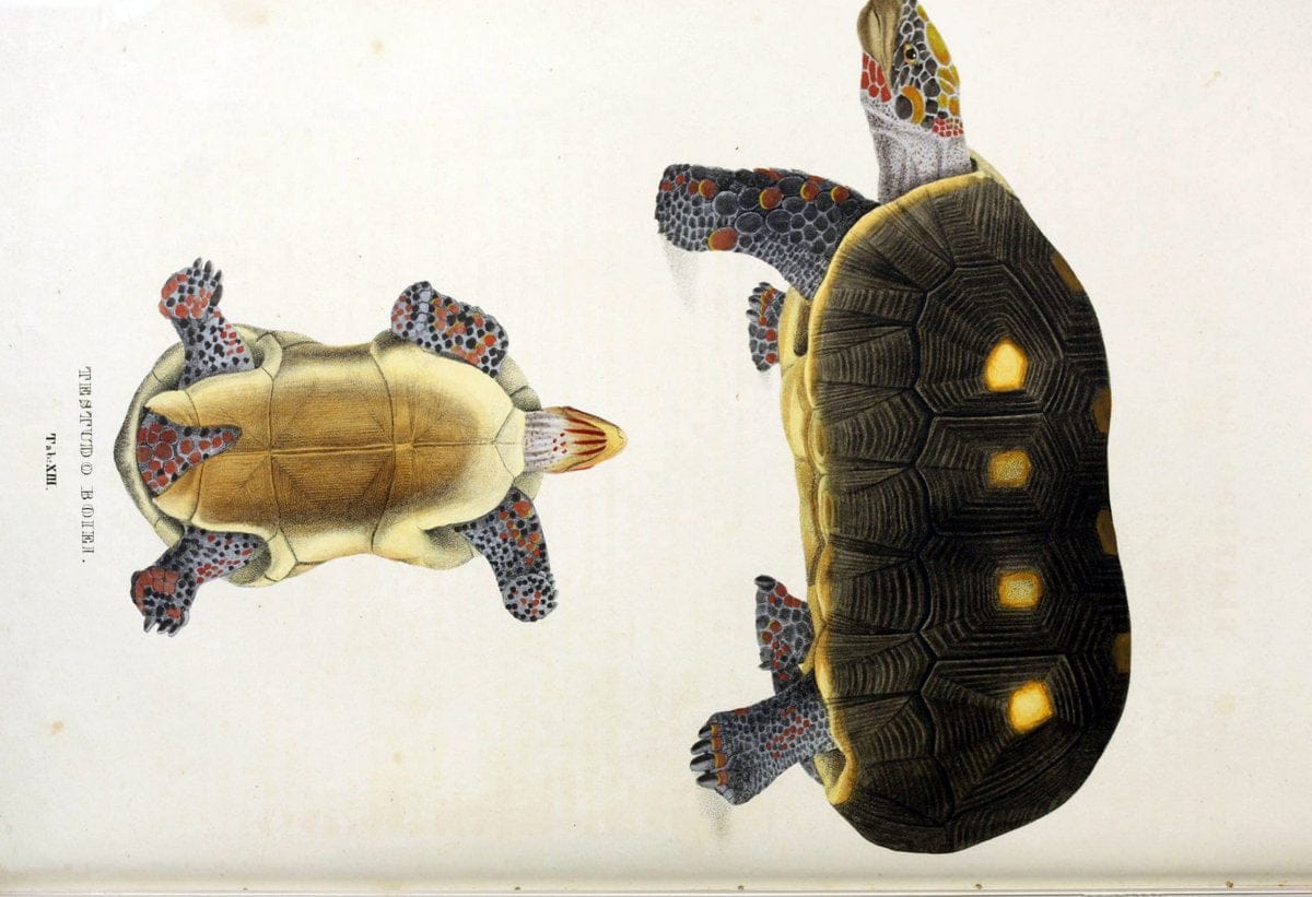 Descriptiones et icones amphibiorum. Monachii,Stuttgartiae et Tubingae, Sumtibus J.G. Cottae,[1828-]1833.  |  | Vintage Print Reproduction 468550