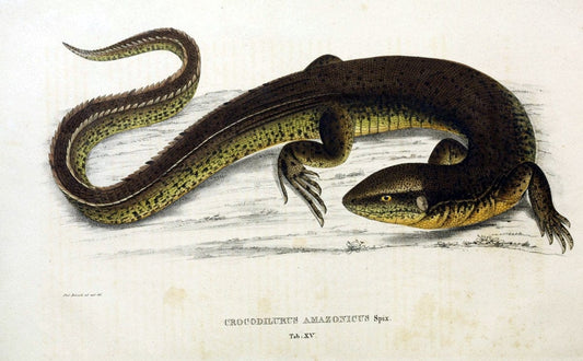 Descriptiones et icones amphibiorum. Monachii,Stuttgartiae et Tubingae, Sumtibus J.G. Cottae,[1828-]1833.  |  | Vintage Print Reproduction 468552