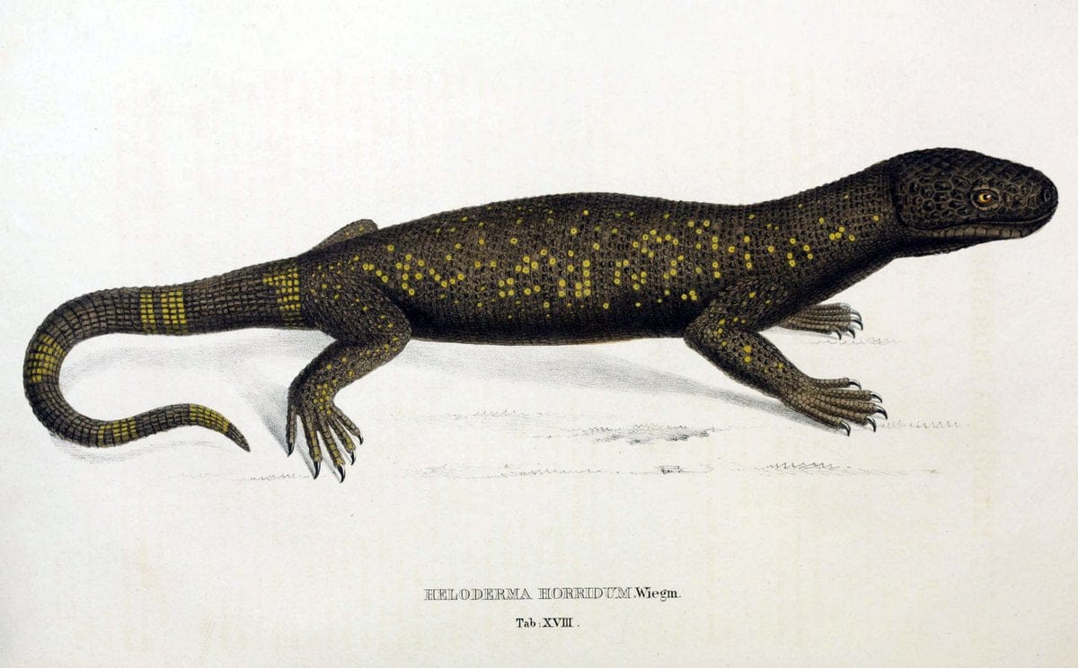 Descriptiones et icones amphibiorum. Monachii,Stuttgartiae et Tubingae, Sumtibus J.G. Cottae,[1828-]1833.  |  | Vintage Print Reproduction 468555
