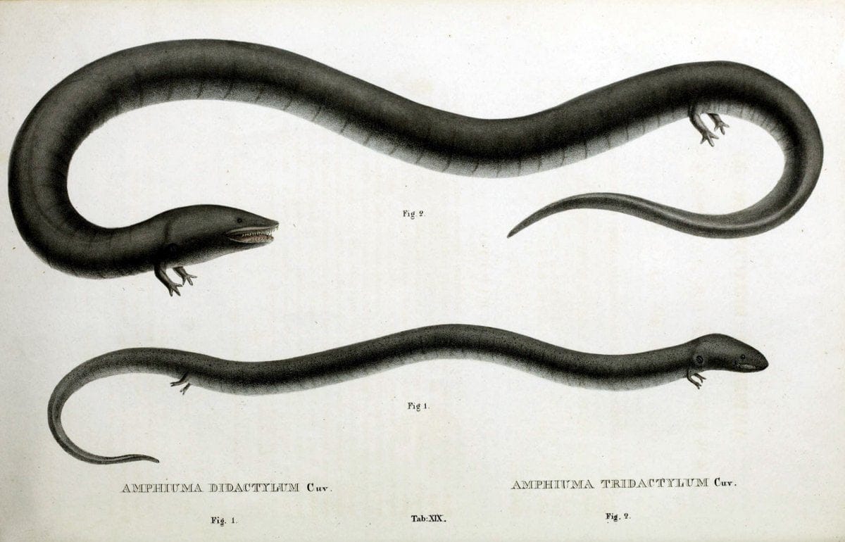 Descriptiones et icones amphibiorum. Monachii,Stuttgartiae et Tubingae, Sumtibus J.G. Cottae,[1828-]1833.  |  | Vintage Print Reproduction 468556