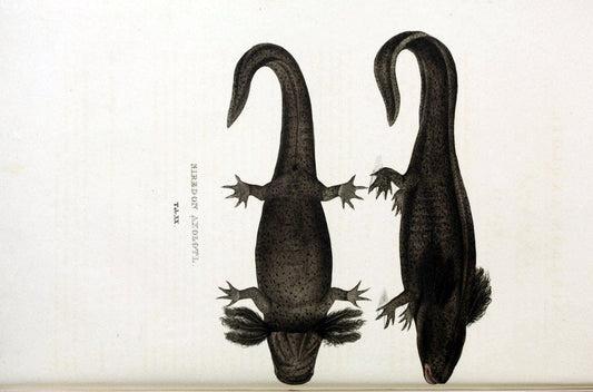 Descriptiones et icones amphibiorum. Monachii,Stuttgartiae et Tubingae, Sumtibus J.G. Cottae,[1828-]1833.  |  | Vintage Print Reproduction 468557