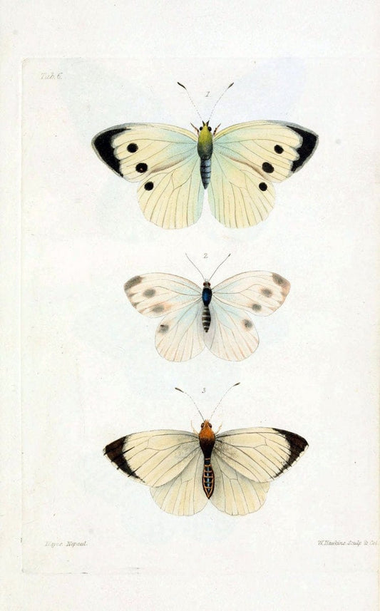 Descriptions and figures of some new lepidopterous insects, chiefly from NepalLondon :Longman, Brown, Green, and Longmans,1846. | Vintage Print Reproduction 468561