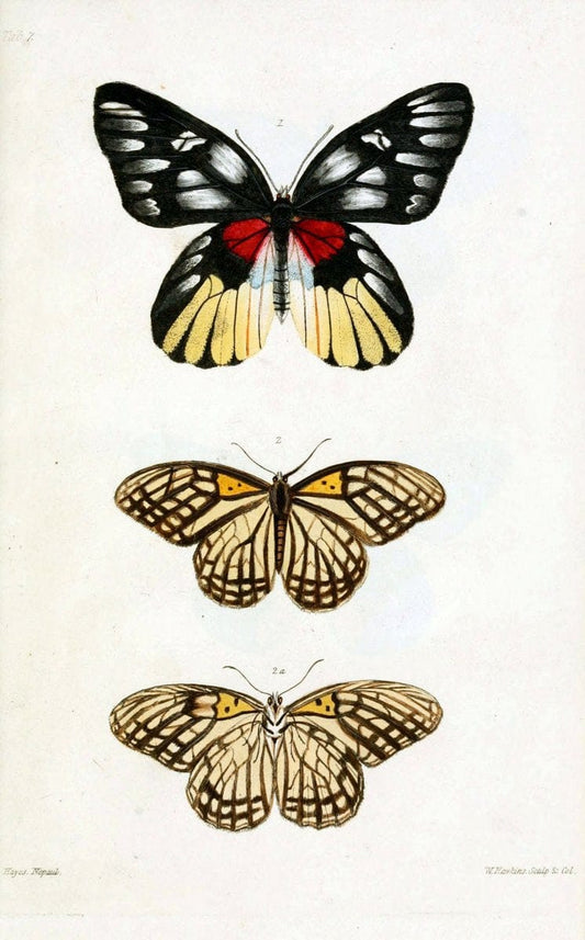 Descriptions and figures of some new lepidopterous insects, chiefly from NepalLondon :Longman, Brown, Green, and Longmans,1846. | Vintage Print Reproduction 468562