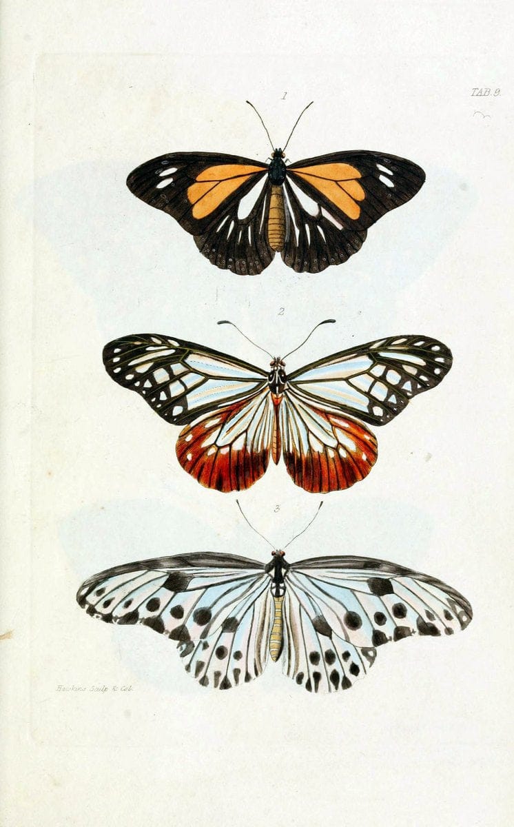 Descriptions and figures of some new lepidopterous insects, chiefly from NepalLondon :Longman, Brown, Green, and Longmans,1846. | Vintage Print Reproduction 468564