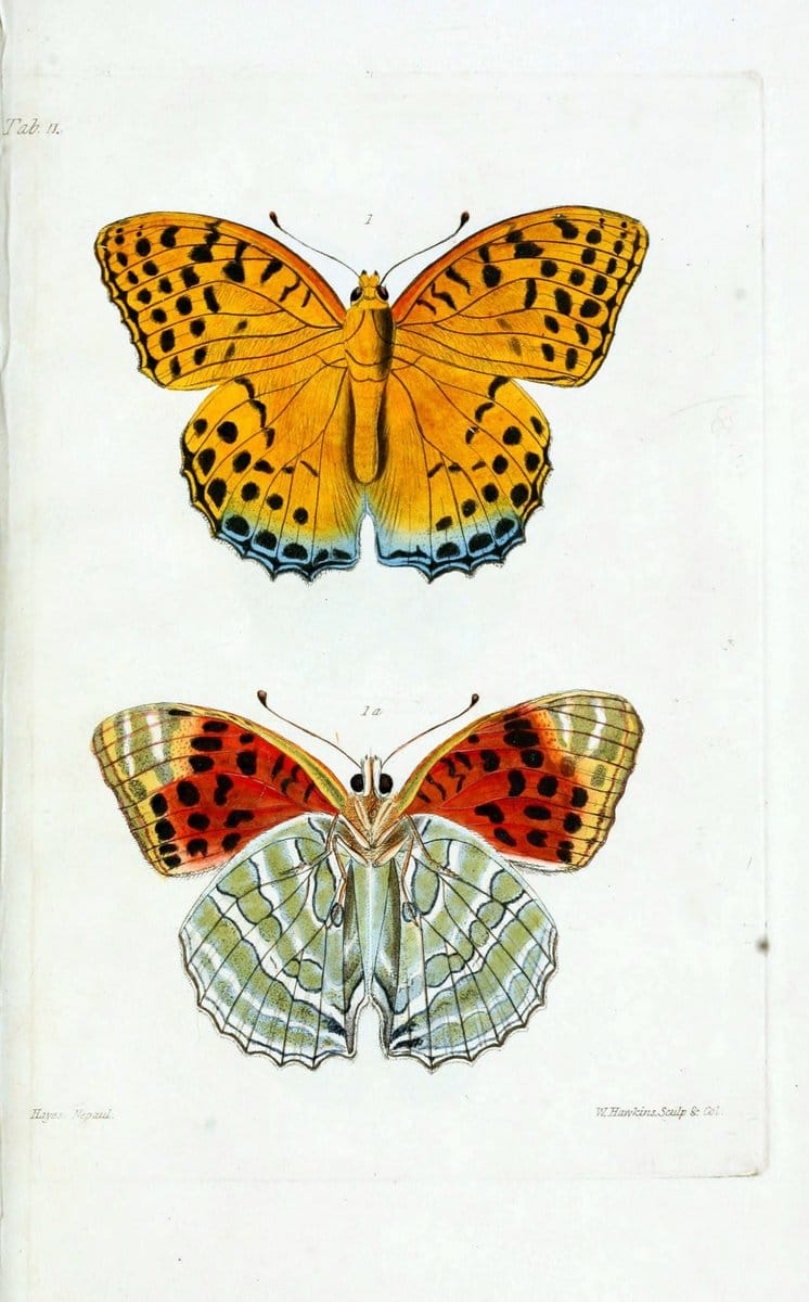 Descriptions and figures of some new lepidopterous insects, chiefly from NepalLondon :Longman, Brown, Green, and Longmans,1846. | Vintage Print Reproduction 468566