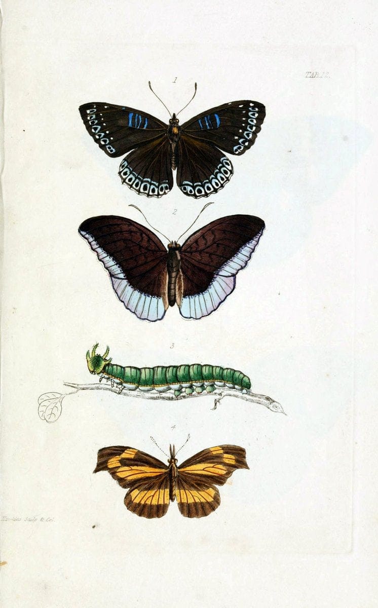 Descriptions and figures of some new lepidopterous insects, chiefly from NepalLondon :Longman, Brown, Green, and Longmans,1846. | Vintage Print Reproduction 468567