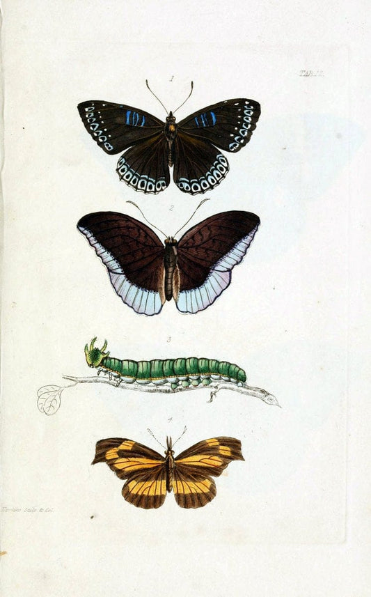 Descriptions and figures of some new lepidopterous insects, chiefly from NepalLondon :Longman, Brown, Green, and Longmans,1846. | Vintage Print Reproduction 468567