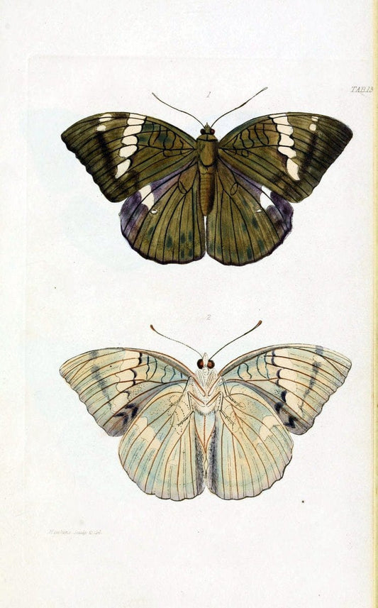 Descriptions and figures of some new lepidopterous insects, chiefly from NepalLondon :Longman, Brown, Green, and Longmans,1846. | Vintage Print Reproduction 468568