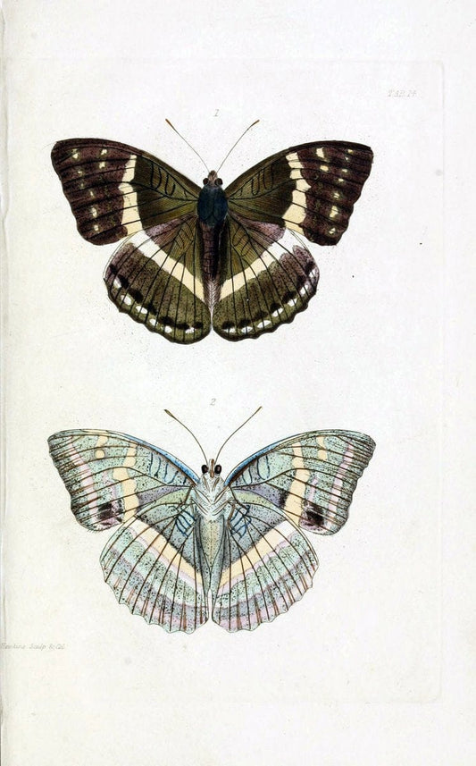 Descriptions and figures of some new lepidopterous insects, chiefly from NepalLondon :Longman, Brown, Green, and Longmans,1846. | Vintage Print Reproduction 468569