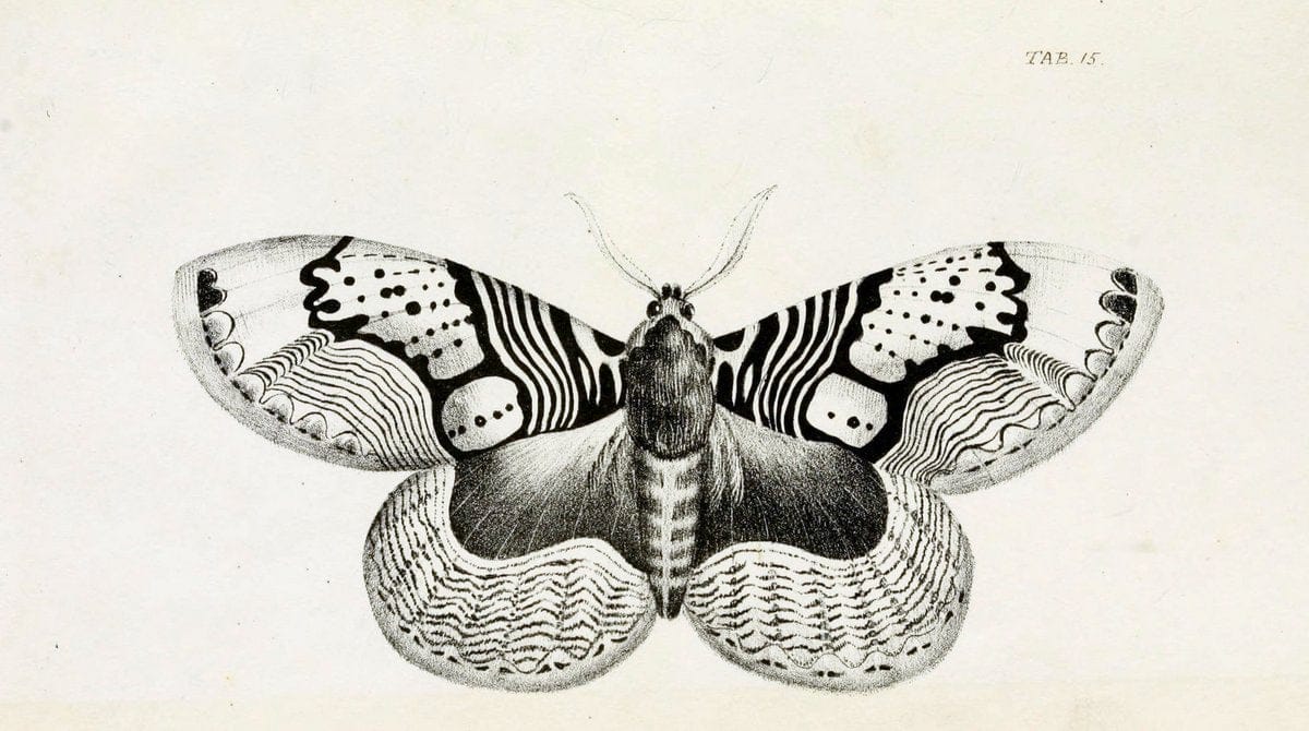 Descriptions and figures of some new lepidopterous insects, chiefly from NepalLondon :Longman, Brown, Green, and Longmans,1846. | Vintage Print Reproduction 468570