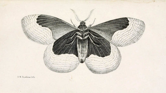 Descriptions and figures of some new lepidopterous insects, chiefly from NepalLondon :Longman, Brown, Green, and Longmans,1846. | Vintage Print Reproduction 468571
