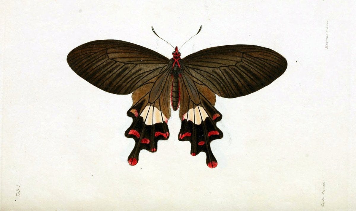Descriptions and figures of some new lepidopterous insects, chiefly from NepalLondon :Longman, Brown, Green, and Longmans,1846. |  | Vintage Print Reproduction 468572