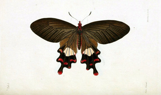 Descriptions and figures of some new lepidopterous insects, chiefly from NepalLondon :Longman, Brown, Green, and Longmans,1846. |  | Vintage Print Reproduction 468572