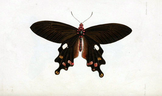 Descriptions and figures of some new lepidopterous insects, chiefly from NepalLondon :Longman, Brown, Green, and Longmans,1846. |  | Vintage Print Reproduction 468573