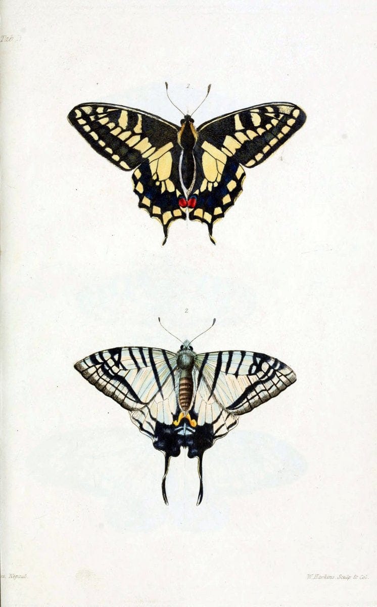 Descriptions and figures of some new lepidopterous insects, chiefly from NepalLondon :Longman, Brown, Green, and Longmans,1846. |  | Vintage Print Reproduction 468574