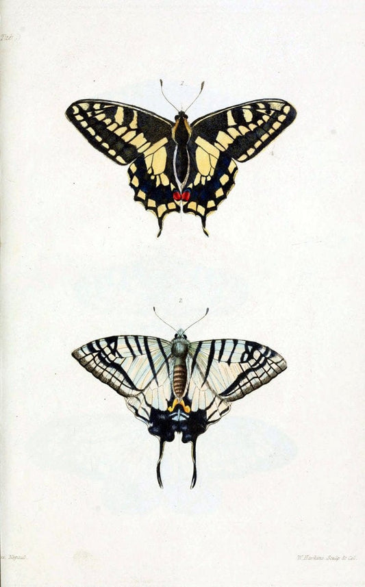 Descriptions and figures of some new lepidopterous insects, chiefly from NepalLondon :Longman, Brown, Green, and Longmans,1846. |  | Vintage Print Reproduction 468574