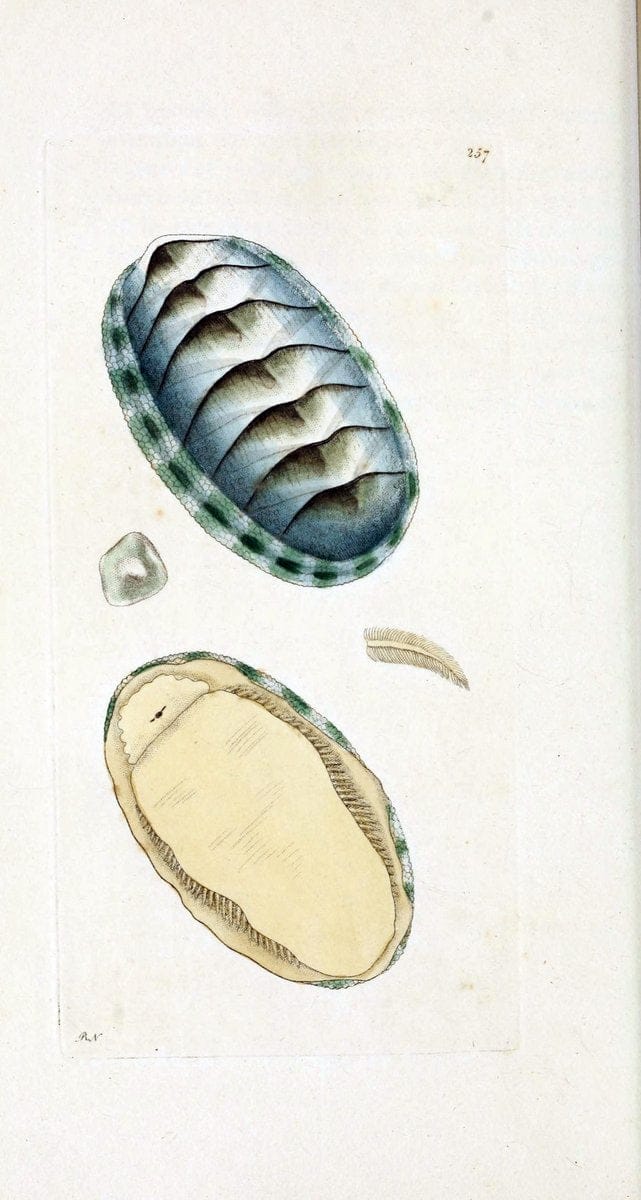 Descriptions and illustrations of mollusks[18--] |  | Vintage Print Reproduction 468576