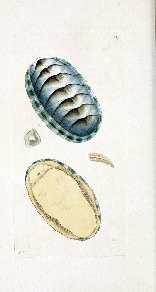 Descriptions and illustrations of mollusks[18--] |  | Vintage Print Reproduction 468576