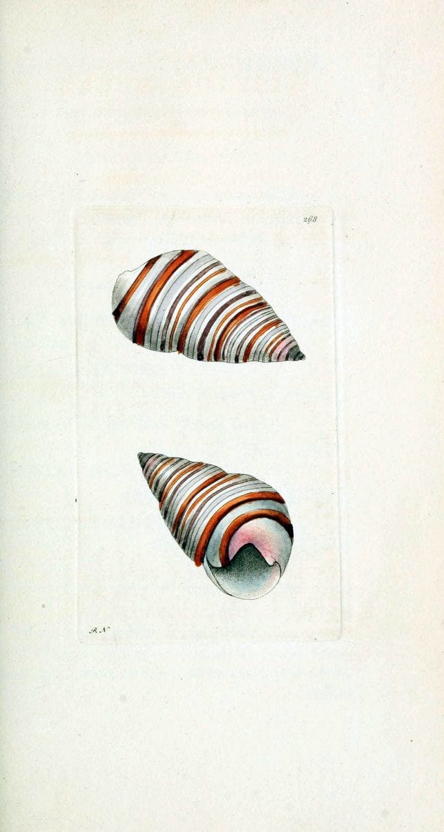 Descriptions and illustrations of mollusks[18--] |  | Vintage Print Reproduction 468577