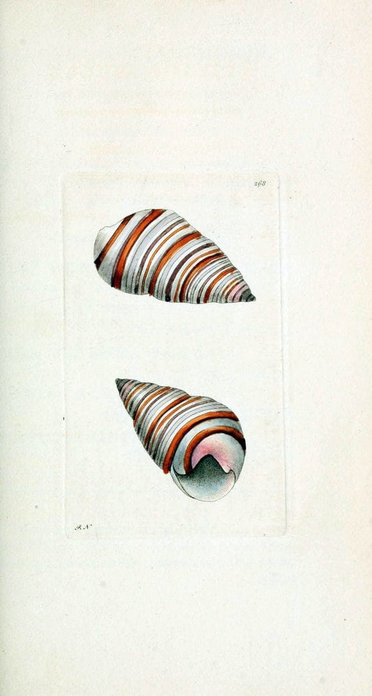 Descriptions and illustrations of mollusks[18--] |  | Vintage Print Reproduction 468577