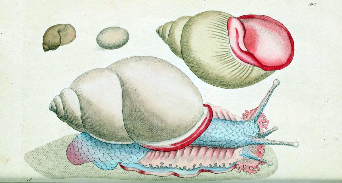 Descriptions and illustrations of mollusks[18--] |  | Vintage Print Reproduction 468579