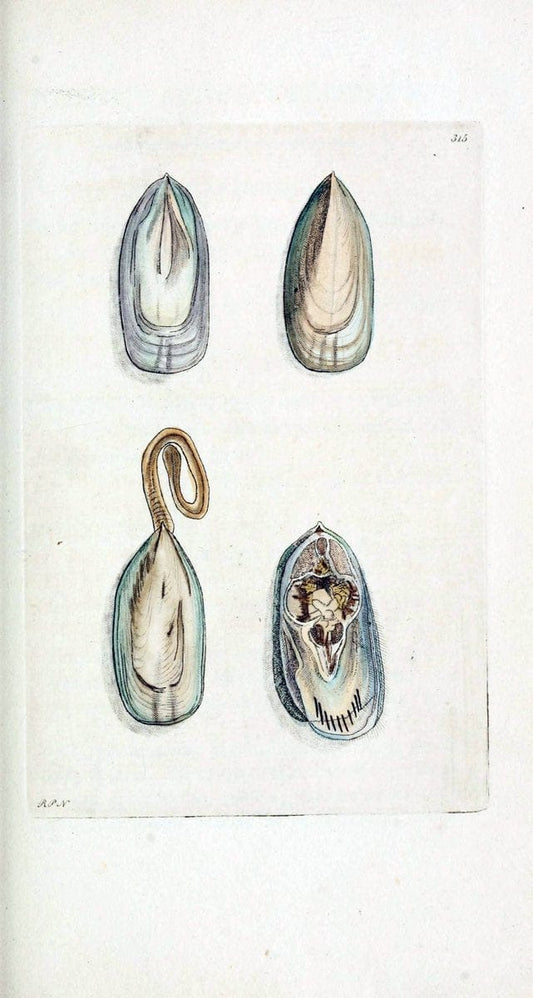 Descriptions and illustrations of mollusks[18--] |  | Vintage Print Reproduction 468580