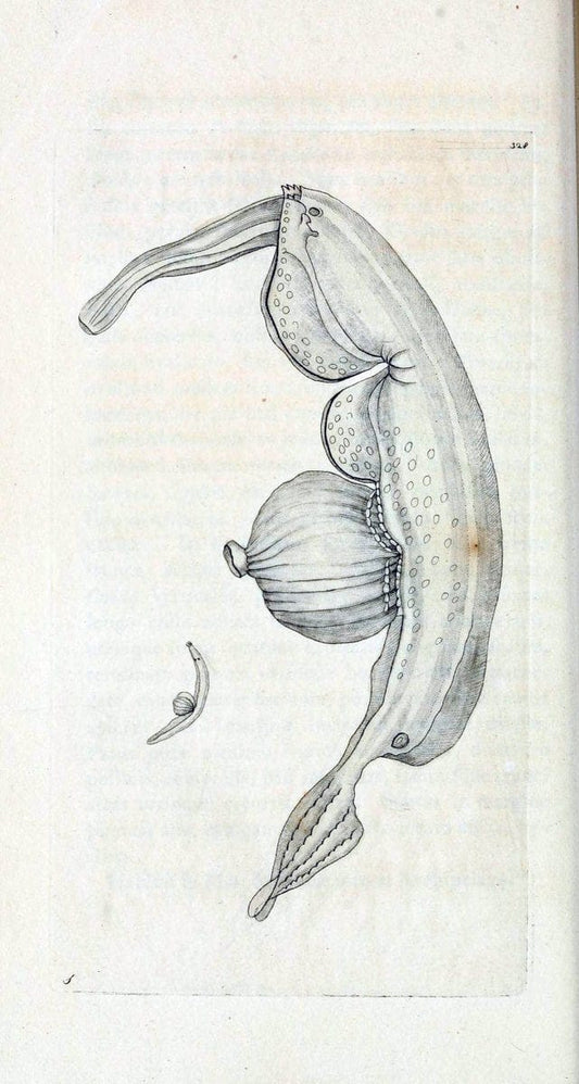 Descriptions and illustrations of mollusks[18--] |  | Vintage Print Reproduction 468581