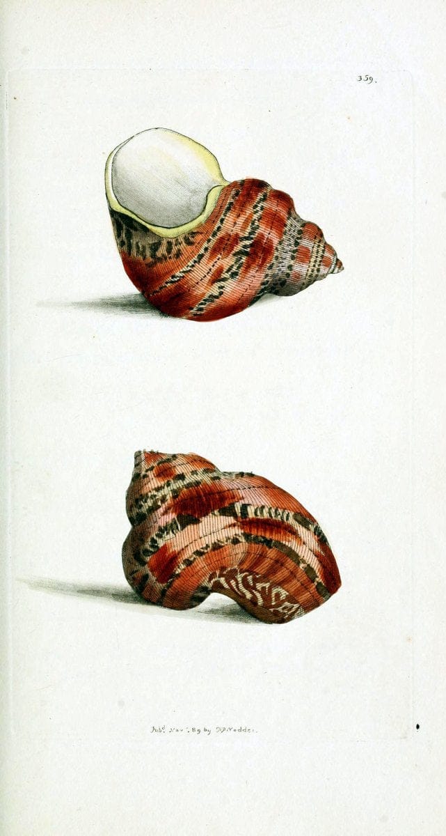 Descriptions and illustrations of mollusks[18--] |  | Vintage Print Reproduction 468582