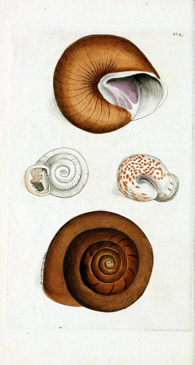 Descriptions and illustrations of mollusks[18--] |  | Vintage Print Reproduction 468585