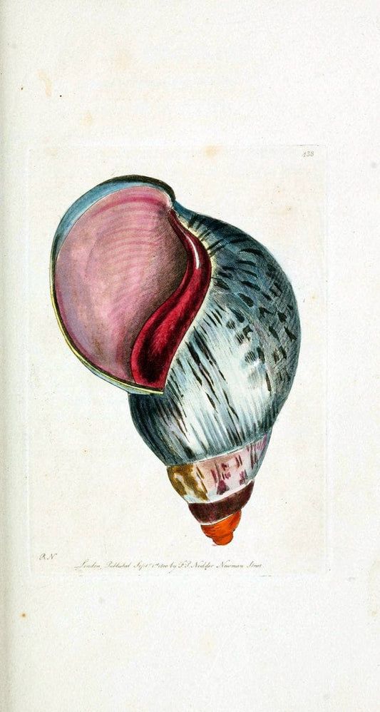 Descriptions and illustrations of mollusks[18--] |  | Vintage Print Reproduction 468587