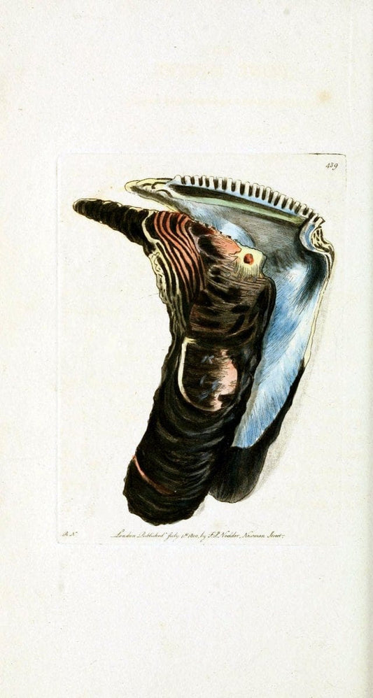Descriptions and illustrations of mollusks[18--] |  | Vintage Print Reproduction 468588