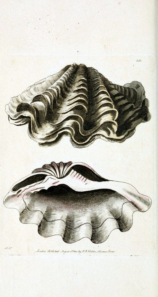 Descriptions and illustrations of mollusks[18--] |  | Vintage Print Reproduction 468589
