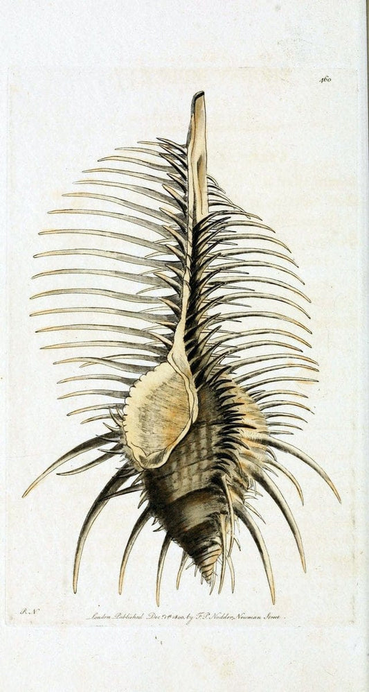 Descriptions and illustrations of mollusks[18--] |  | Vintage Print Reproduction 468590