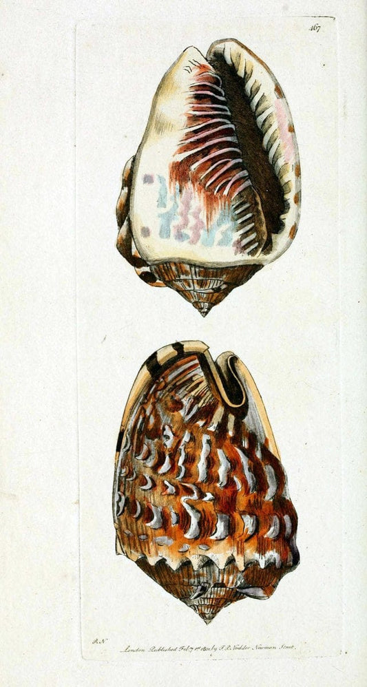 Descriptions and illustrations of mollusks[18--] |  | Vintage Print Reproduction 468591