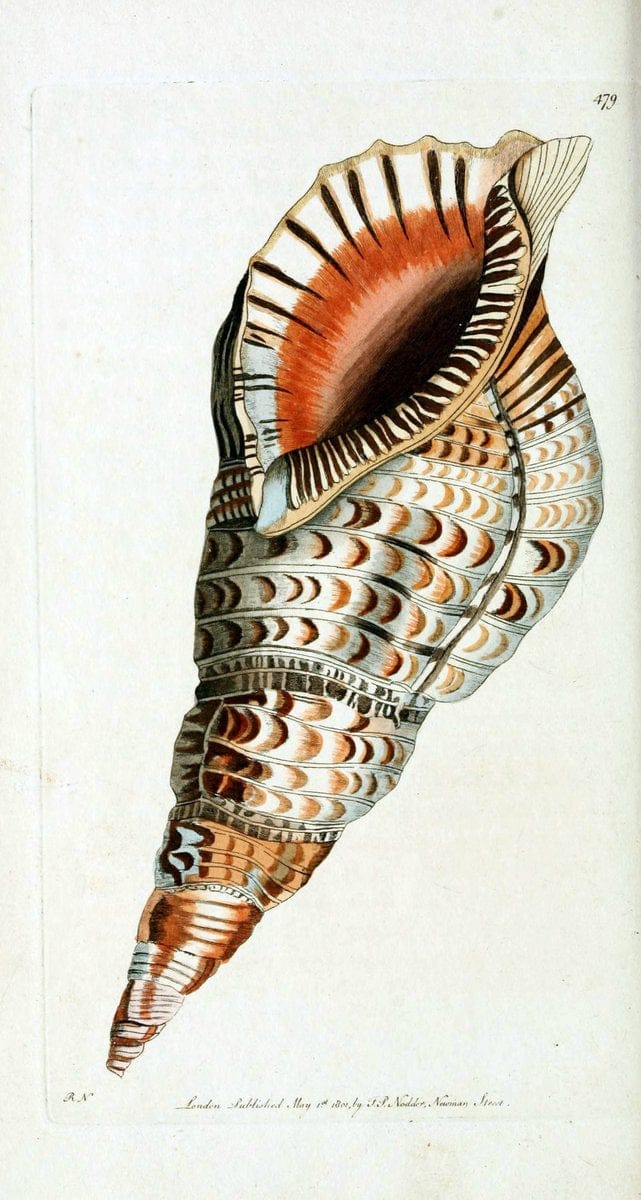 Descriptions and illustrations of mollusks[18--] |  | Vintage Print Reproduction 468592