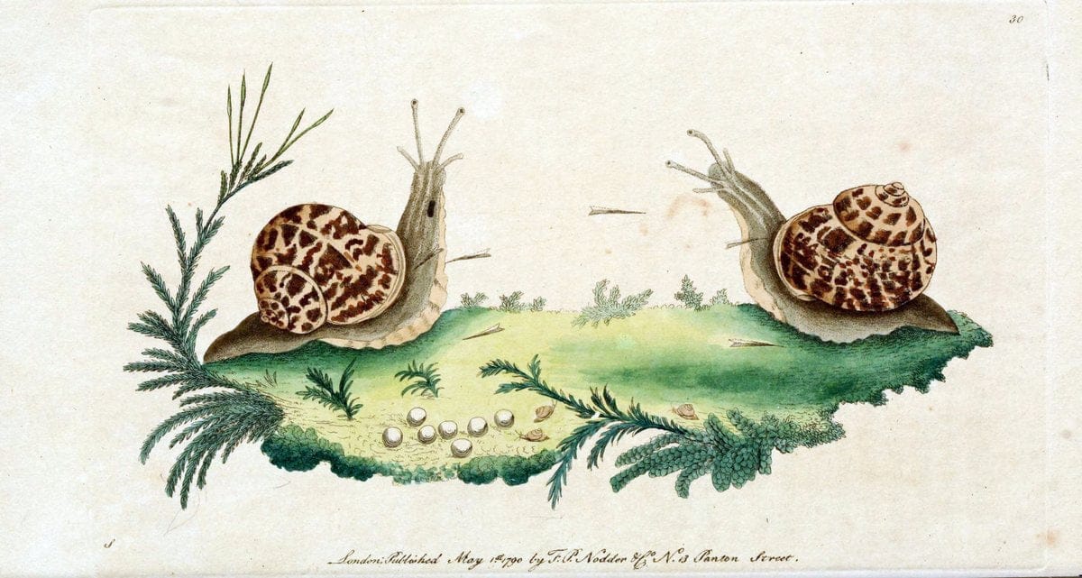Descriptions and illustrations of mollusks[18--] |  | Vintage Print Reproduction 468593