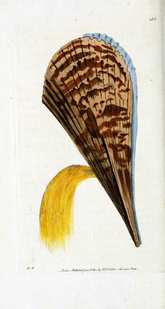 Descriptions and illustrations of mollusks[18--] |  | Vintage Print Reproduction 468594